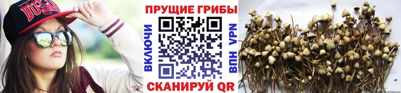 закладки  KRAKEN как зайти  Псилоцибиновые грибы GOLDEN TEACHER  Струнино 
